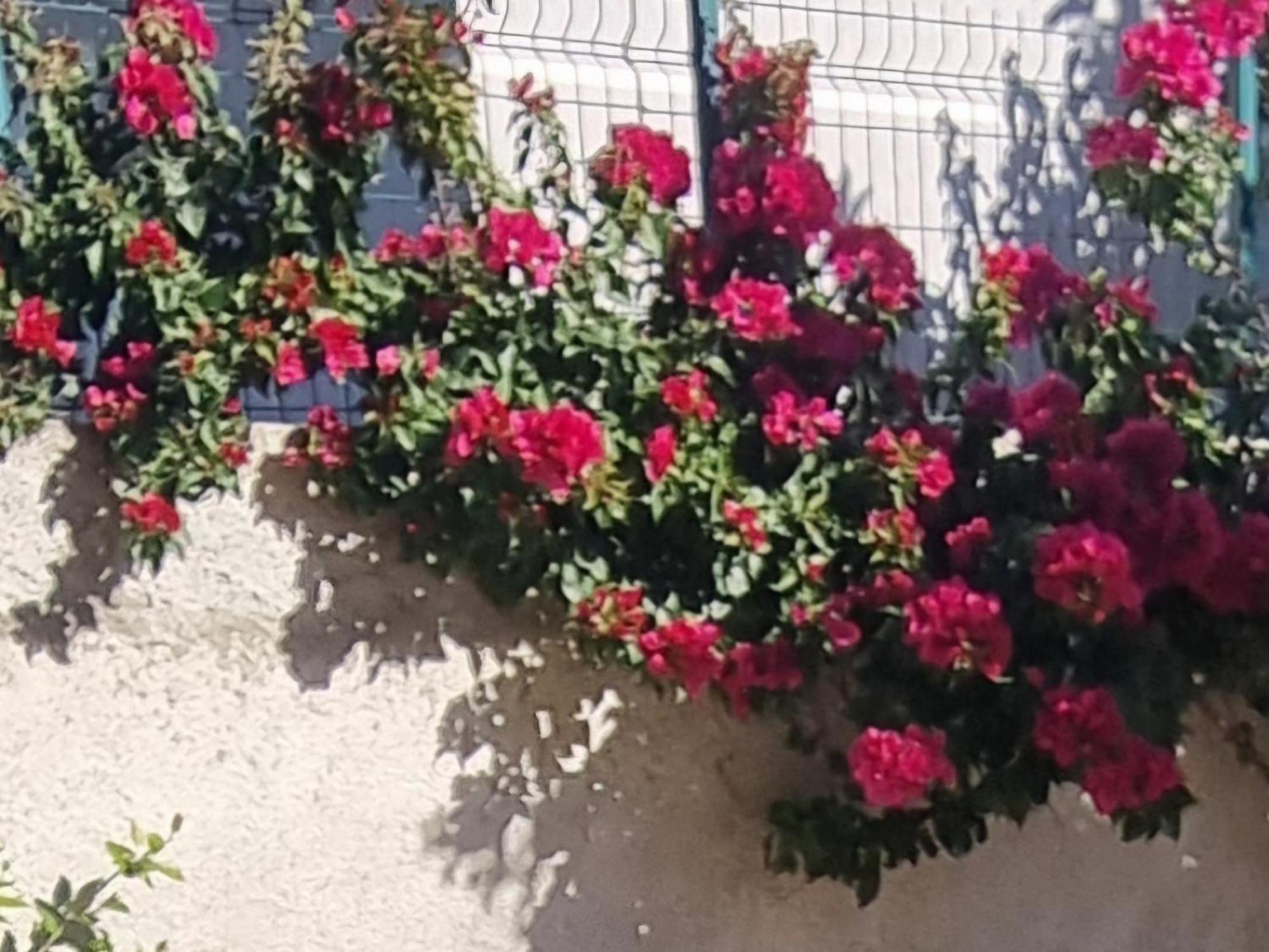 Vila Megi-Rent Room Vlorë 外观 照片